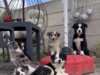 Çiftliğimizden Safkan Border Collie Yavrular