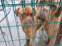 MESSİNİN KÖPEĞİ FRANSIZ MASTİFF