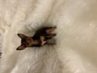 A Kalite Micro Çikolata - Teacup Çikolata Tan Şivava Dişiler
