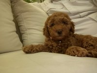 Toy poodle 50 günlük