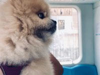 Pomeranian boo köpeğimiz