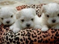 Kore maltese yavrularım