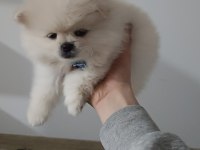 Pomeranian beyaz 2.5 aylık erkek
