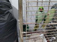 Takım eş pakistan papağanlar