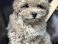 Maltipoo Saf Kan Irk