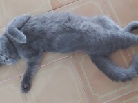 5 aylık yavru scottish fold