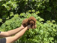 Kore Kan Aşılı Poodle Bebekler