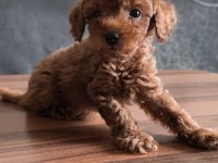 Teacup toy poodle yavrularımız