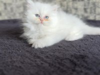 British longhair disi
