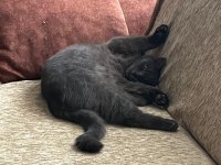 Alerjiden dolayı sahiplendirilecek british shorthair