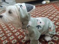 Akıl küpü tatlı terrier kızımız liaa