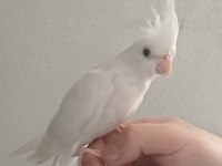 Evcil Oyun Hamuru Sultan Papağanı