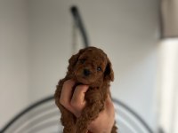 Red toy Poodle