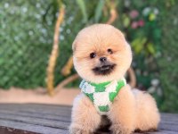 Teacup Oranj Pomeranian Boo Miniğimiz