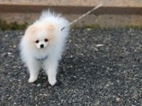 Pomeranian boo köpeğimiz