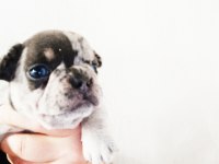 Aşılı Karneli Irk Garantili Fransız Bulldog