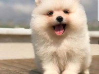 Ayı surat pomeranian