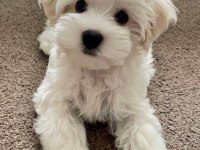 MALTİPOO YAVRULAR ACIK VE ESMER RENK ÇEŞİTLERİ