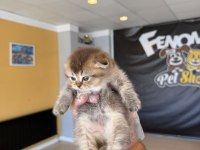 TOP KAFA SCOTTISH FOLD YAVRULARI FENOMEN PET SHOP ANK