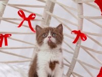 A kalite eşsiz güzellikte cinnamon bicolor british shorthair