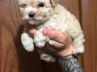 Orjinal sağlık garantili maltipoo bebeklerimiz