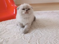 Scottish fold yeni yuvamızı arıyoruz