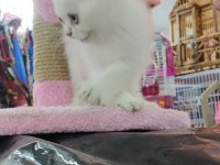 British shorthair blue point