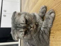 Yaklaşık 5 yaşında kısır ve dişi scottish fold