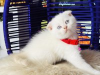 Scottish Fold Blue Point