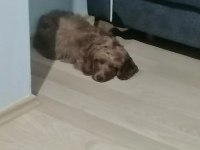 Cocker ve poodle kırması 4 aylık erkek sıcak yuva arıyorum