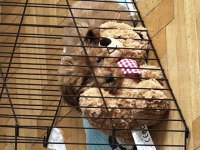 Acil Satılık 2.5 aylık maltipoo erkek köpeğimiz