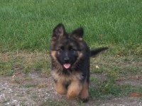 K9 ALMAN KURDU YAVRULARIMIZ