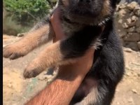 Orjinal alman çoban köpeği (alman kurdu) yavrusu