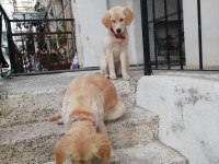 6 aylık dişi golden retriever