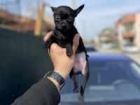 Chihuahua Bebeklerimiz 