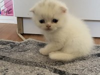 50 günlük scottish fold yavrularımıza yeni yuva arıyoruz