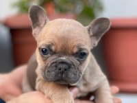 Üst Kalite French Bulldog Yavrularım Teslime Hazır