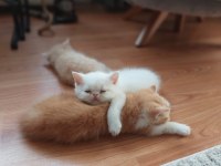 2 adet exotic shorthair yavrumuz yuva arıyor