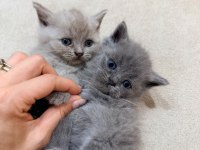 BRİTİSH VE SCOTTİSH BEBEKLERİM HAZIR
