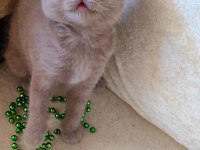 FISTILİNKO KEDİMİZ