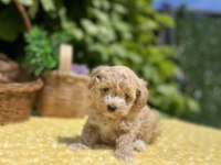 Harika Güzellikte Maltipoo Yavrular