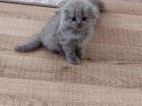 SAFKAN BRİTİSH SCOTTİSH YAVRULARIM