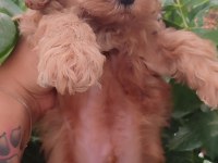 Maltipoo Dizayn Güzellikler