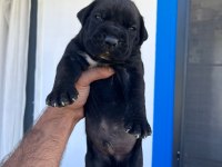 ÖZEL RENKLERE SAHİP CANE CORSO YAVRULAR