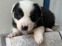 Zeka küpü border collie yavru