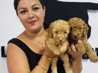 Ufacık toy poodle yavrularım