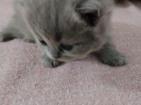 Yavru british shorthair