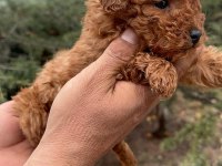 Toy Poodle Daha Uygunu Yok