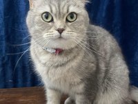 2 yaşında british shorthair sahiplendirme