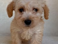 Maltipoo çok sevimli yavrularım